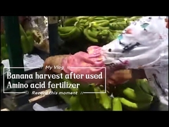 Wateroplosbare Calcium Amino Chelaat 15% Meststof Voor Bananenboom