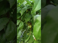 Hi-stikstof Vloeibare aminozuren Plantengraansysteem Ondersteuning