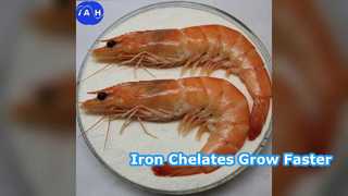 Voederijzeraminozuurchelaten stimuleren de groei van dieren