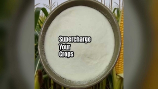 Verhoog de gewasopbrengsten Aminozuurpoeder 80%