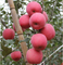 Kaliummeststof verbetert de accumulatie van anthocyaan Rode verkleuring van appelfruit